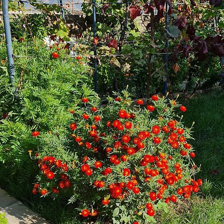 Garden Guest House Permet Bagian luar foto